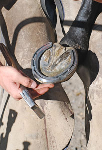 farrier trimming hoof